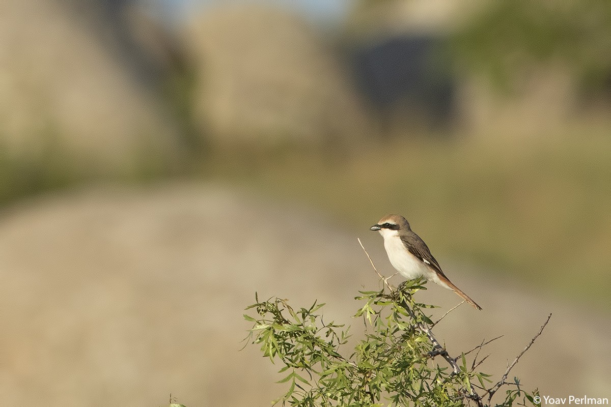 Red-tailed Shrike - ML160423171