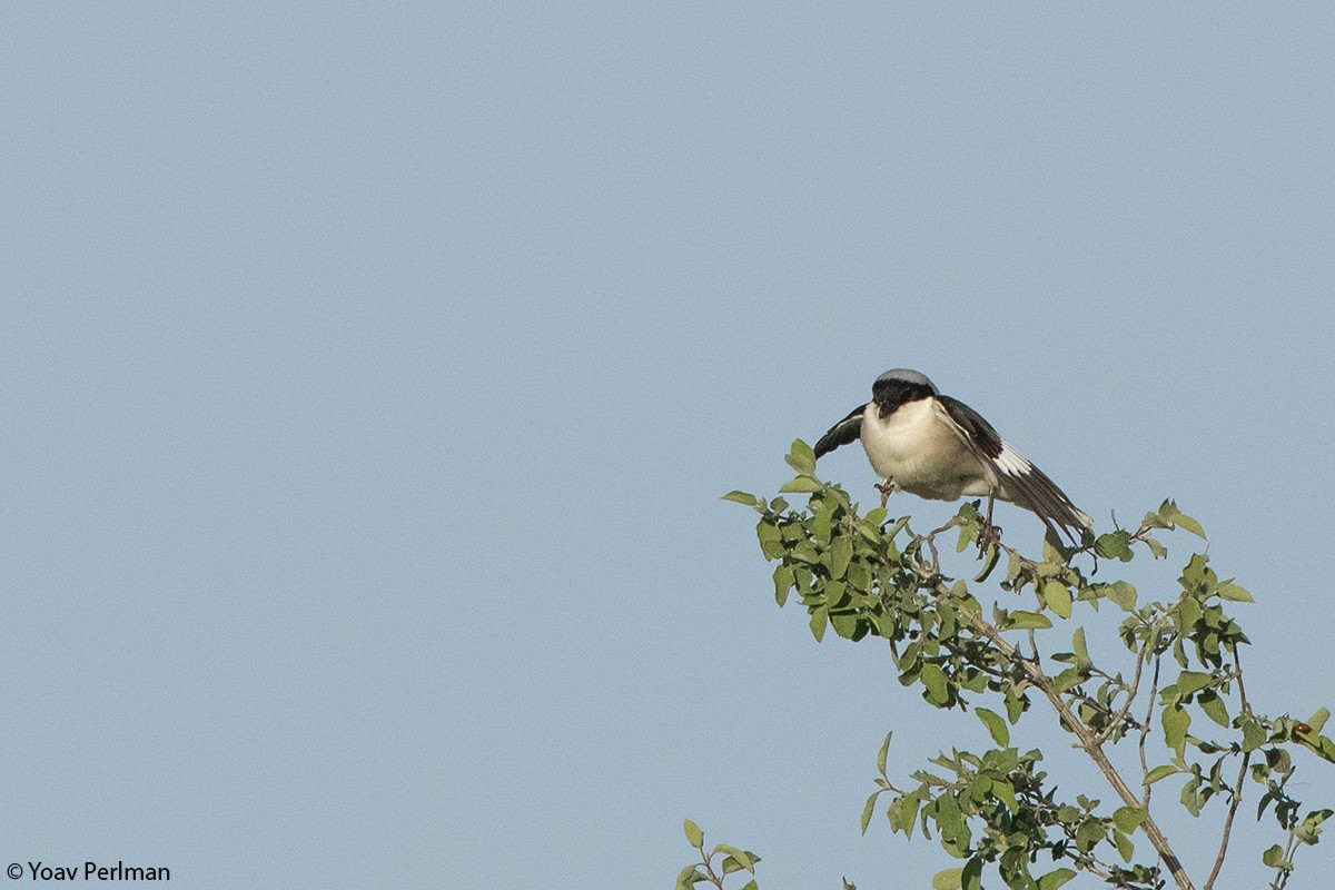 Lesser Gray Shrike - ML160423191