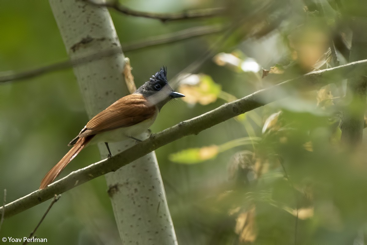 Indian Paradise-Flycatcher - ML160423221