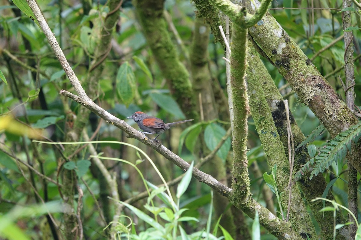 Slaty Spinetail - Steven Nelson