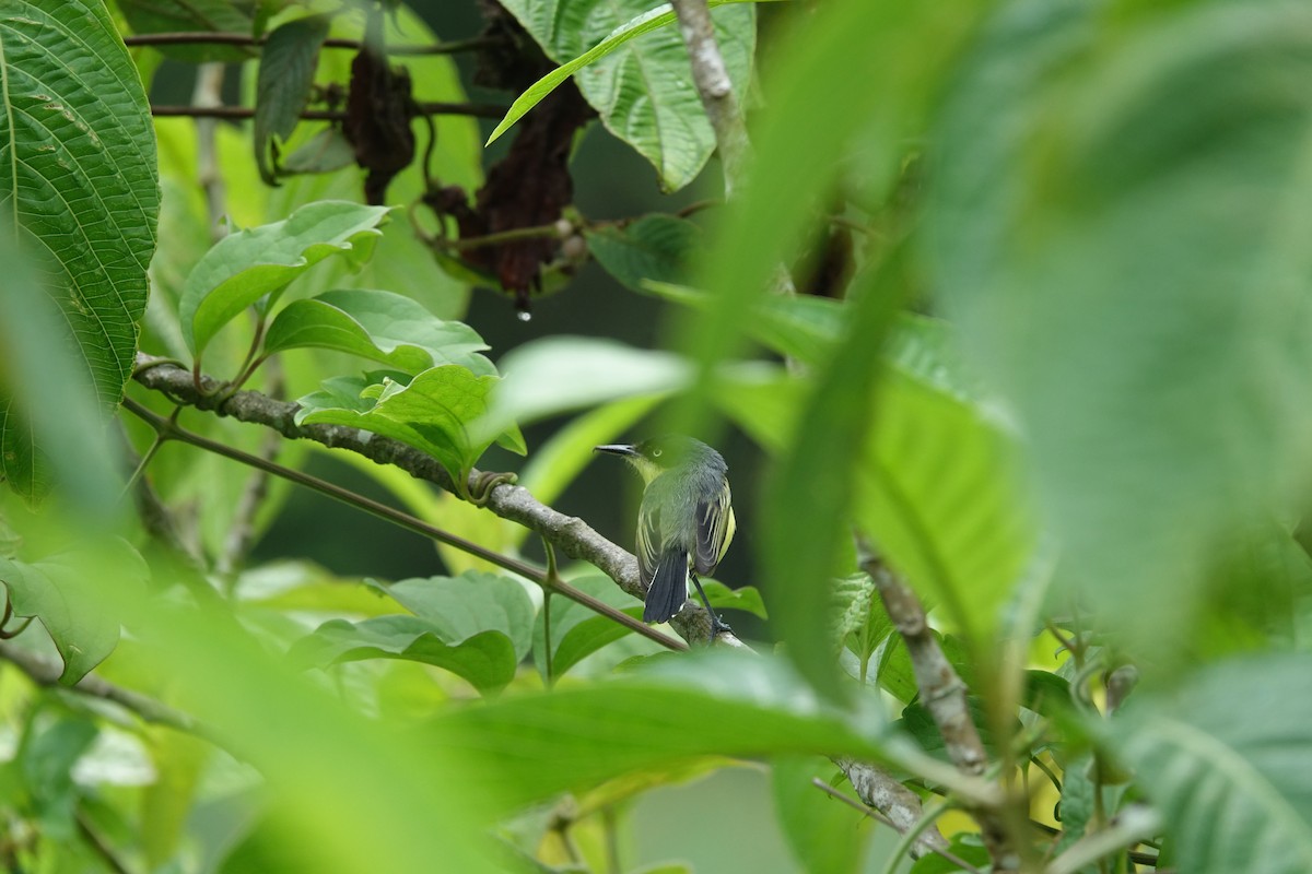 Common Tody-Flycatcher - ML160423321