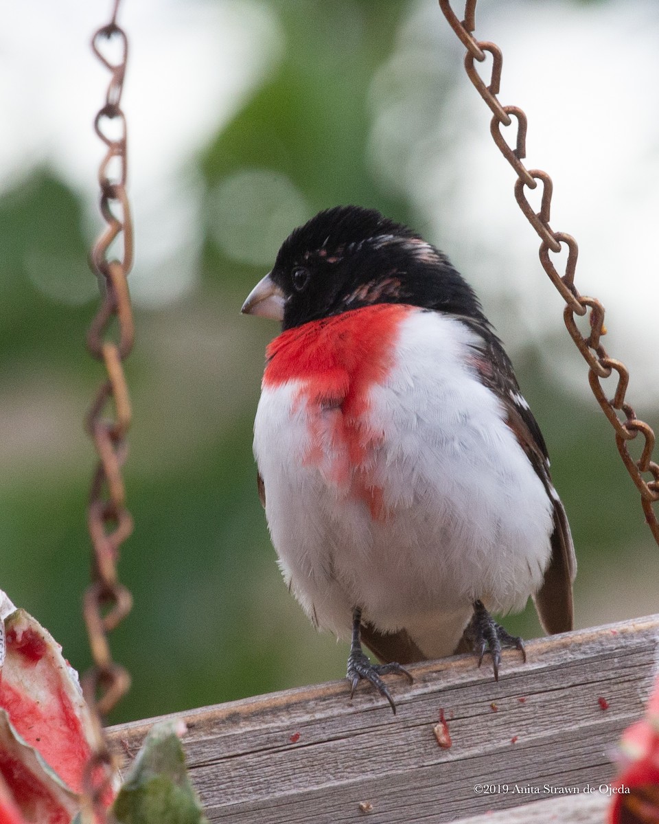 Rose-breasted Grosbeak - Anita Strawn de Ojeda