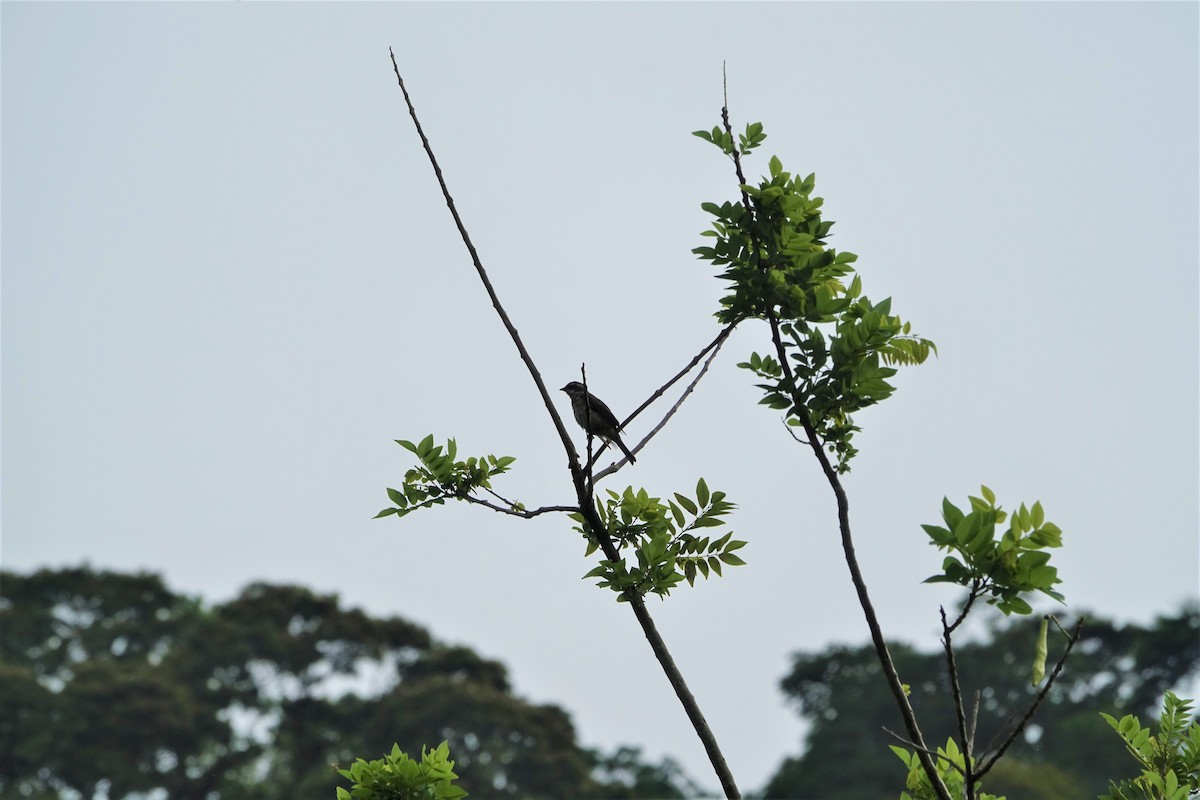 Piratic Flycatcher - ML160423411