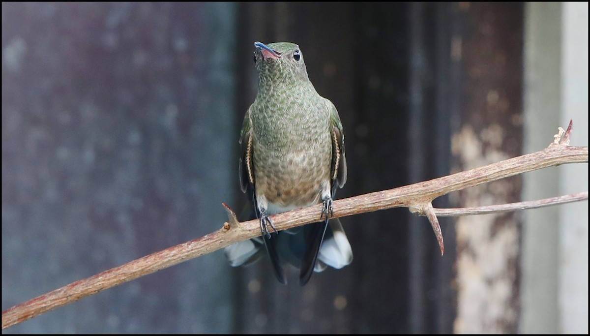 Scaly-breasted Hummingbird - Tom Pavlik