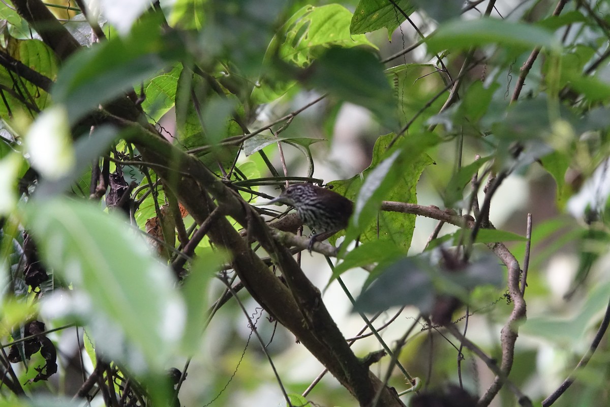 Stripe-breasted Wren - ML160423631