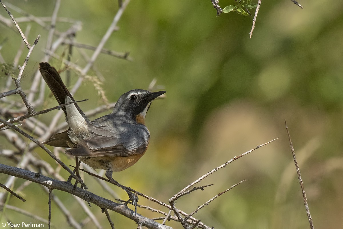 White-throated Robin - ML160423661