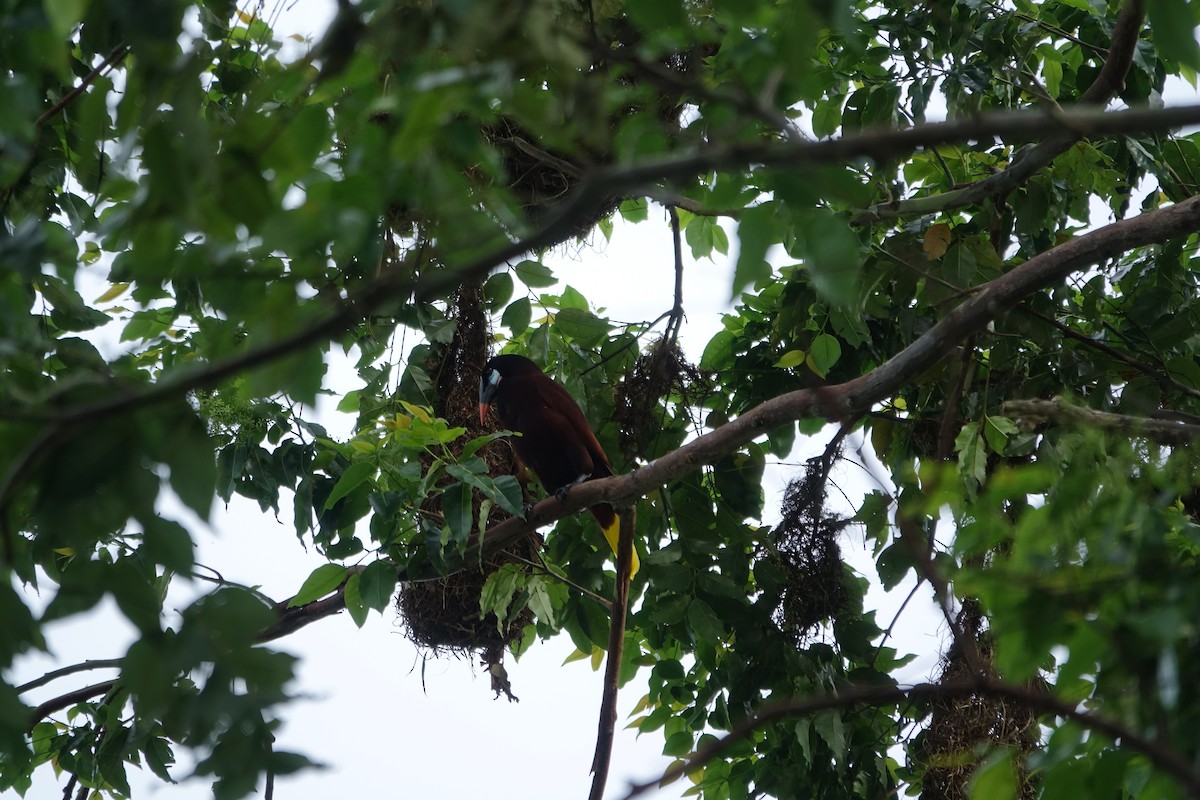 Montezuma Oropendola - ML160423691