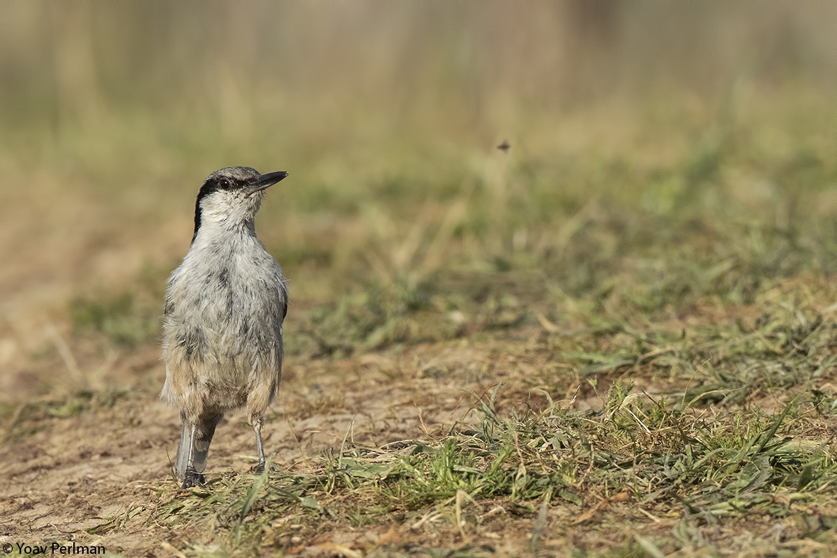 Eastern Rock Nuthatch - ML160423711