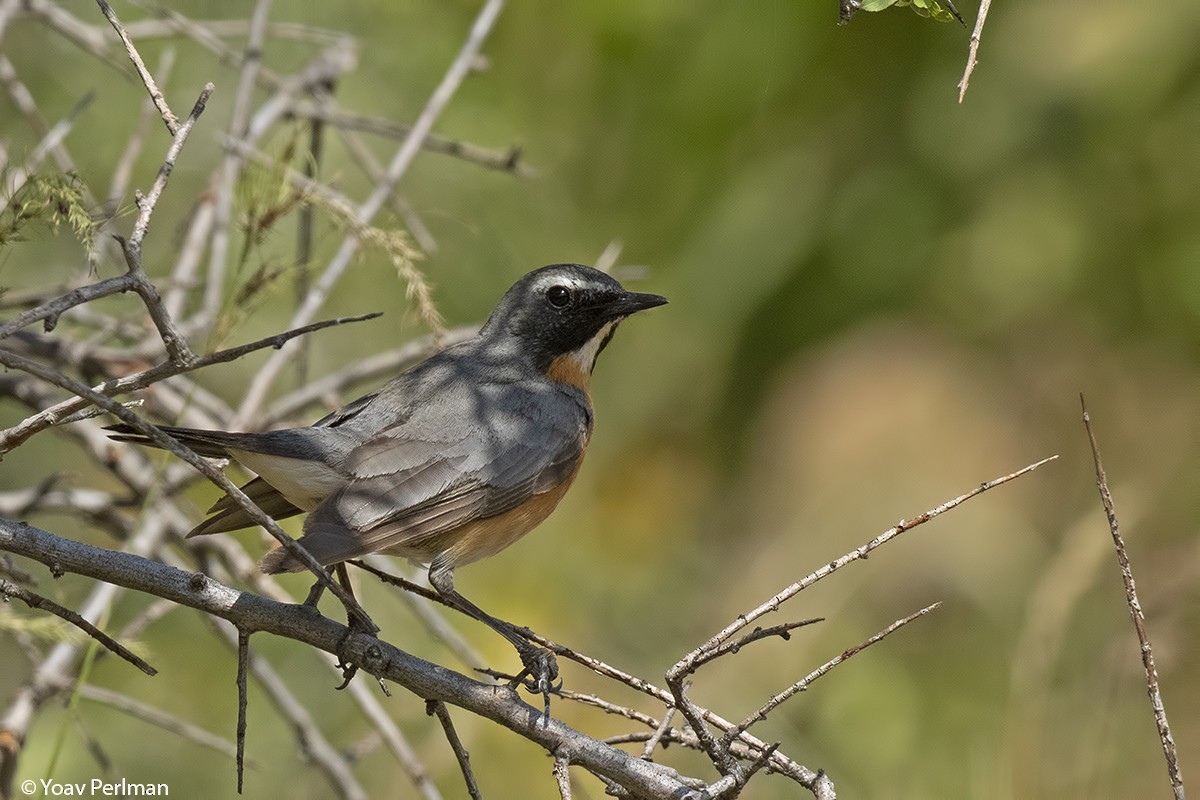 White-throated Robin - ML160423721