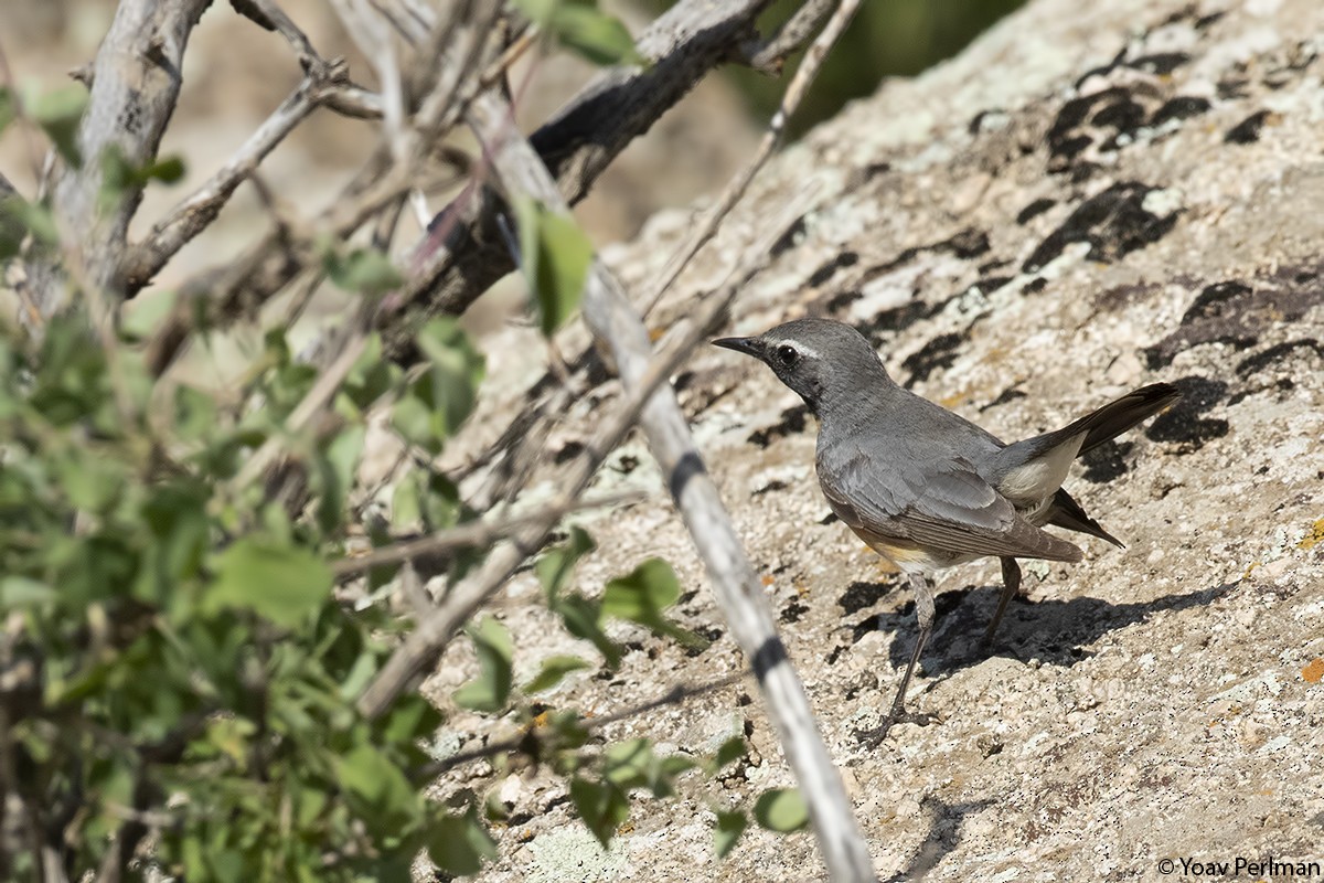 White-throated Robin - ML160423731