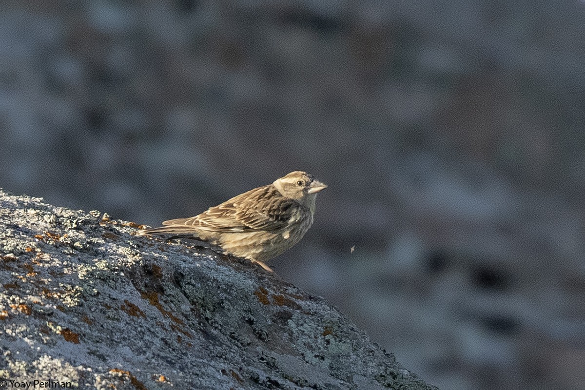 Rock Sparrow - ML160423761