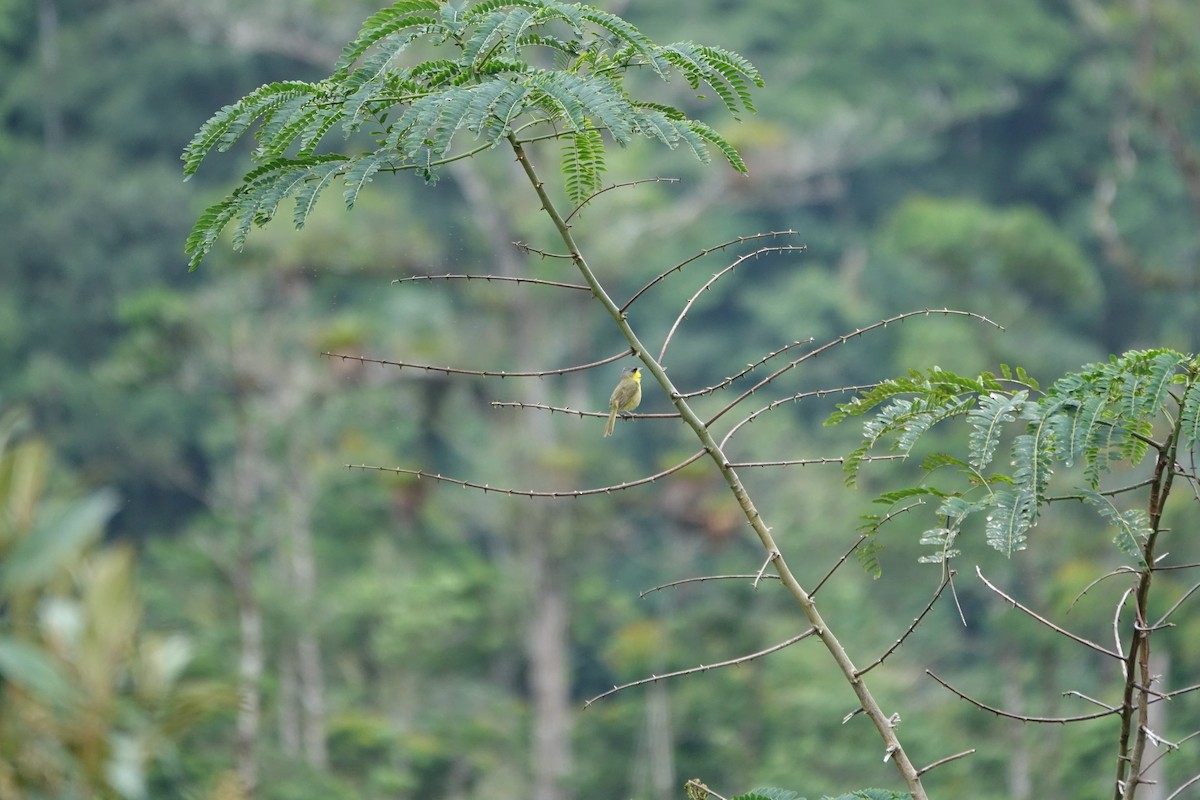 Gray-crowned Yellowthroat - ML160423771