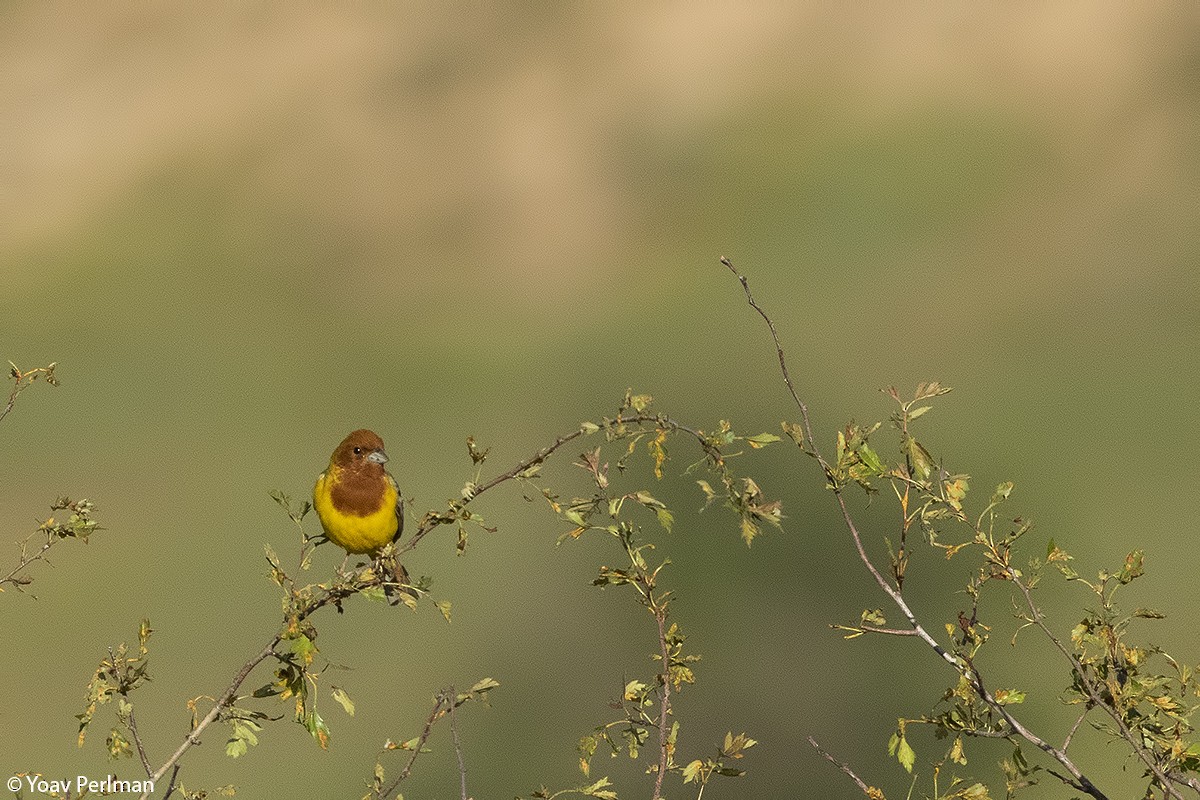 Red-headed Bunting - ML160423791