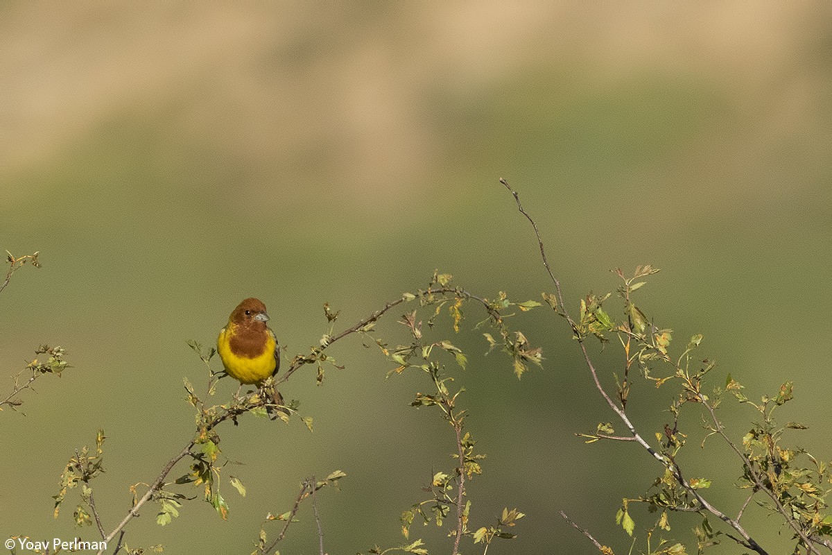 Red-headed Bunting - Yoav Perlman