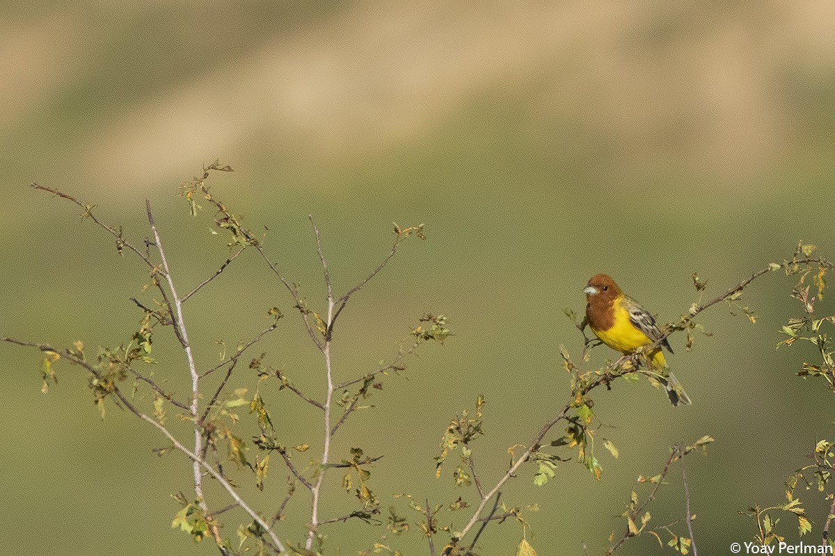 Red-headed Bunting - ML160423831