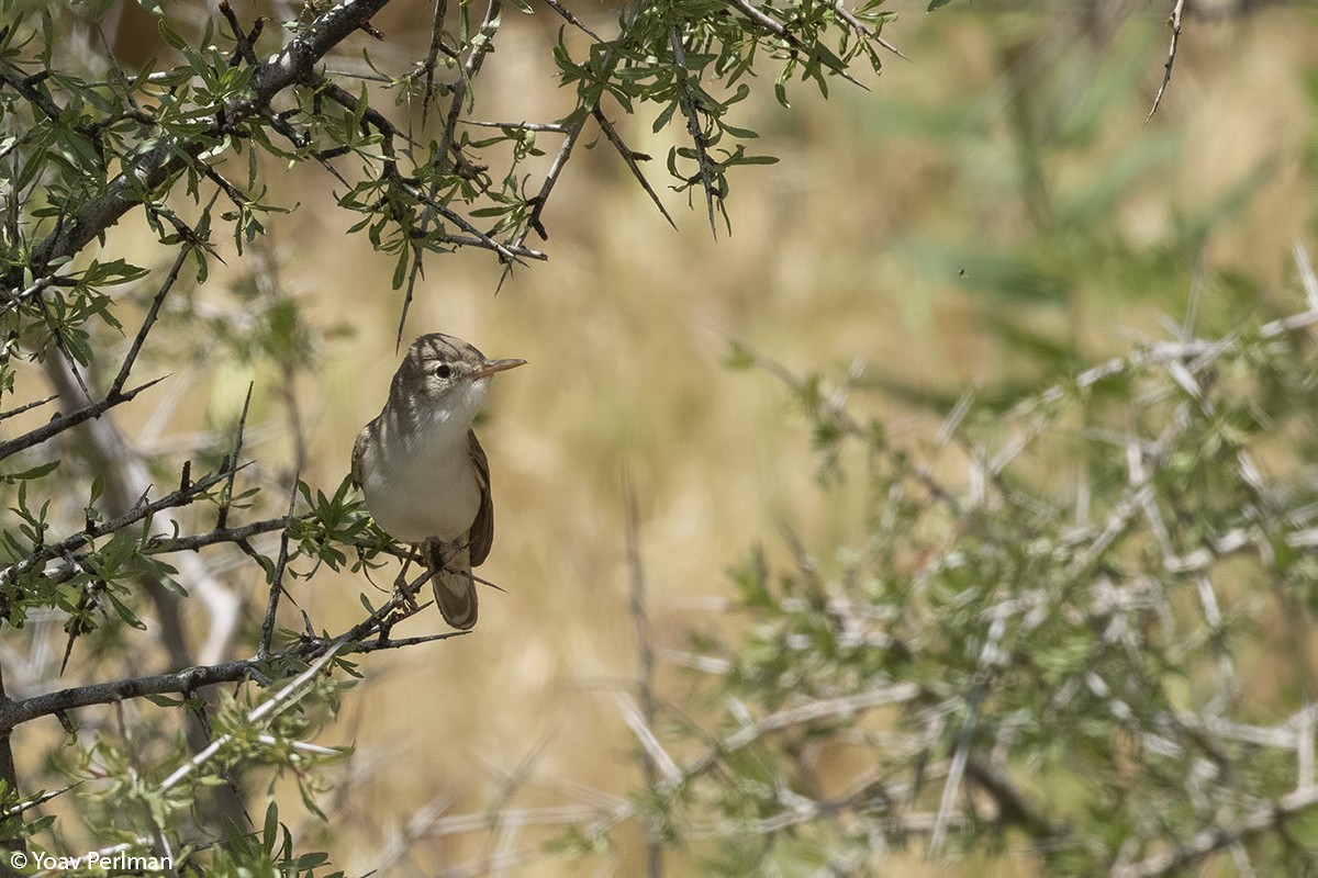 Upcher's Warbler - ML160423881