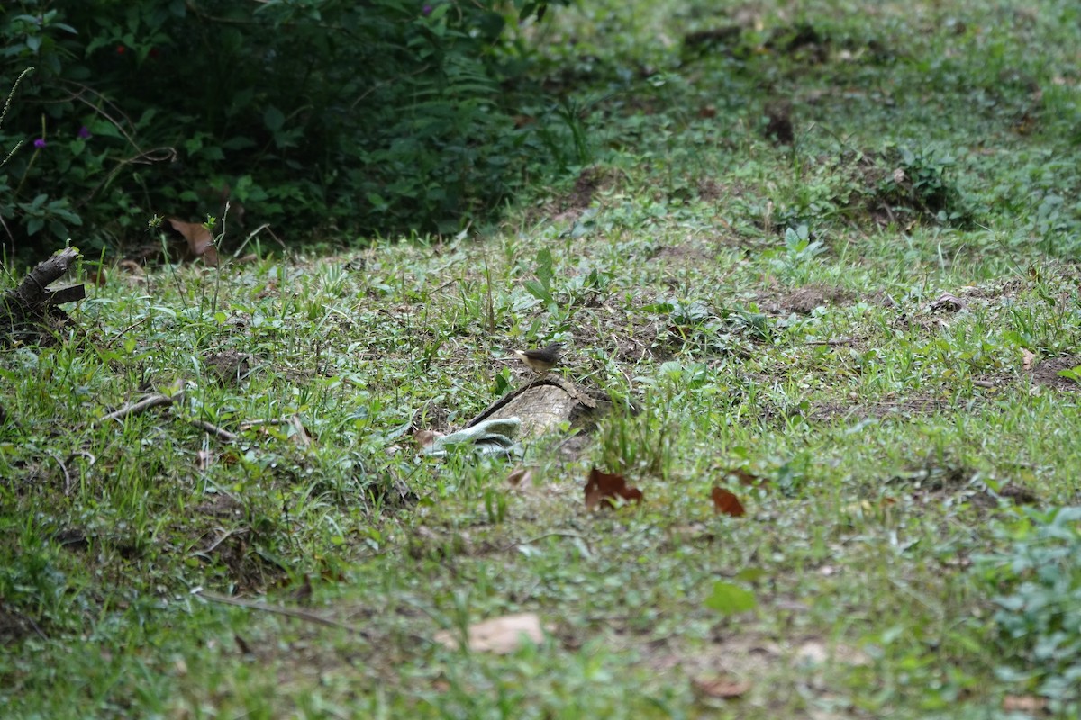 Buff-rumped Warbler - ML160423891