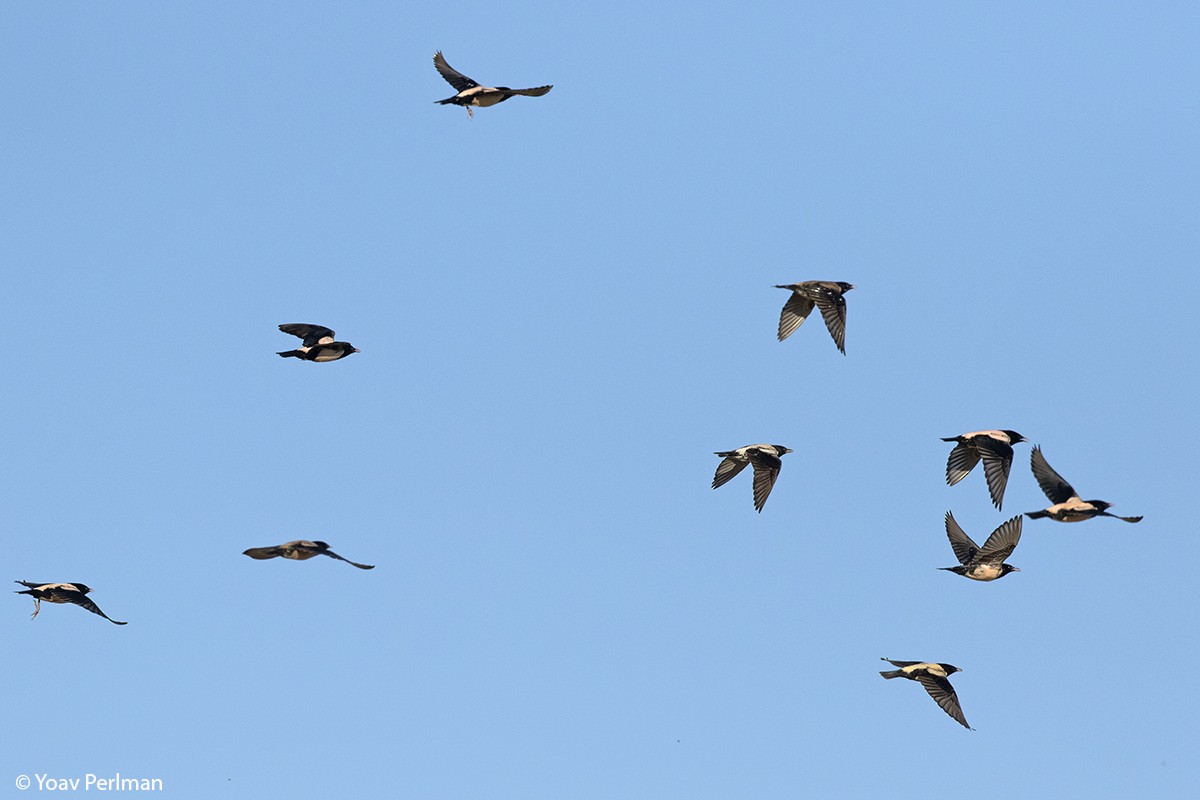 Rosy Starling - ML160423941