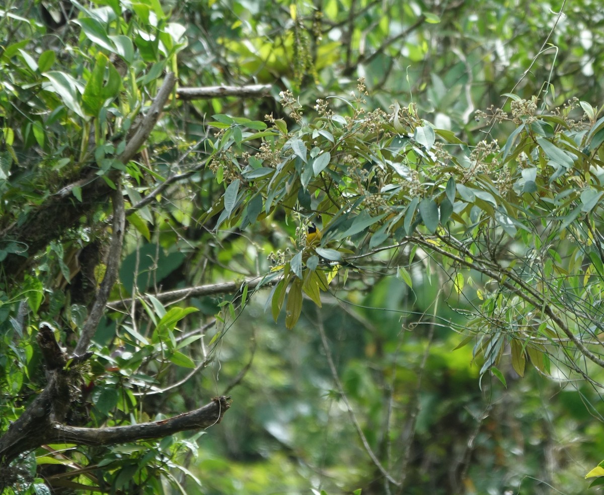 Black-faced Grosbeak - ML160424091