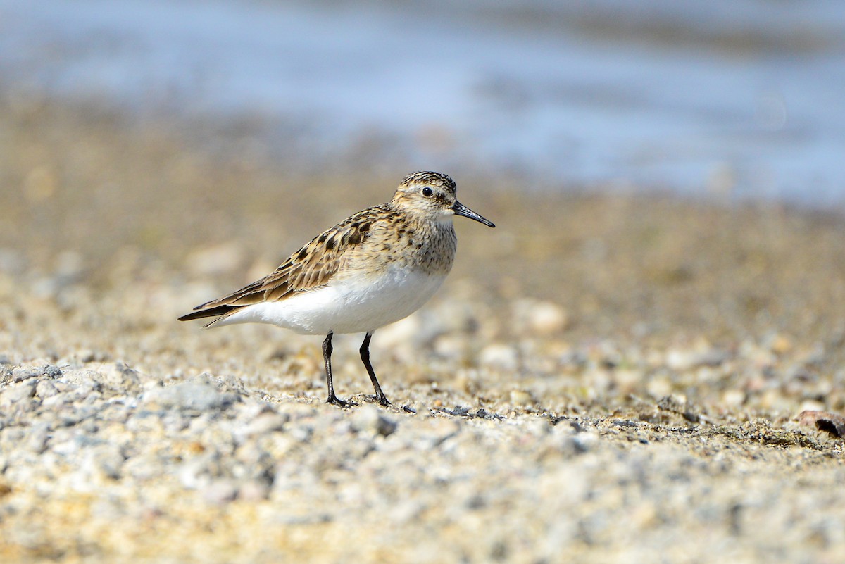 Bairdstrandläufer - ML160424171