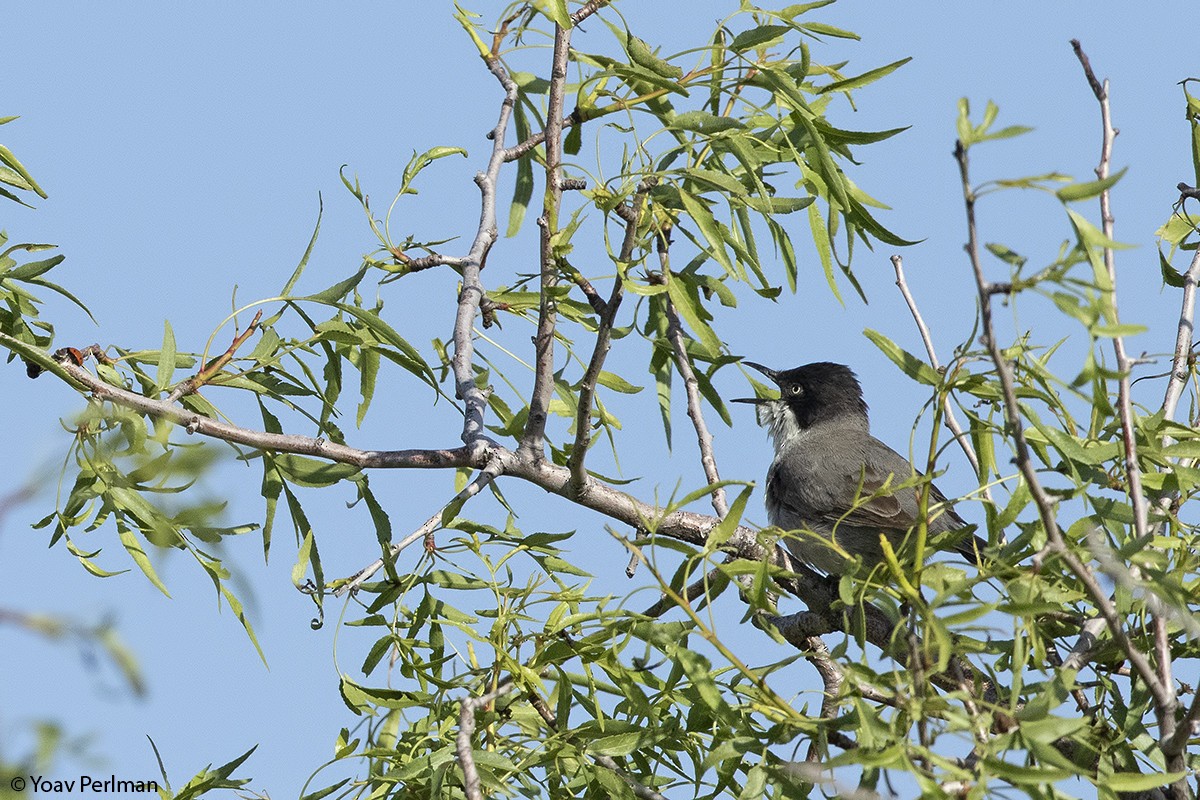 Eastern Orphean Warbler - ML160424371