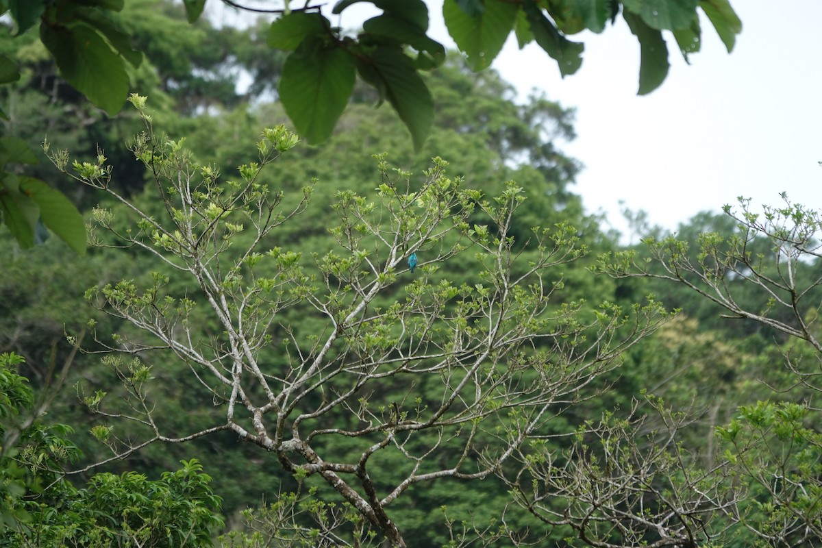 Green Honeycreeper - Steven Nelson