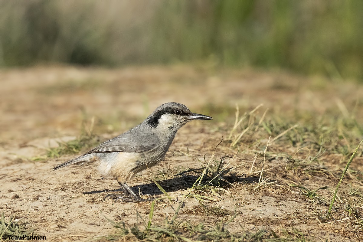 Eastern Rock Nuthatch - ML160424561