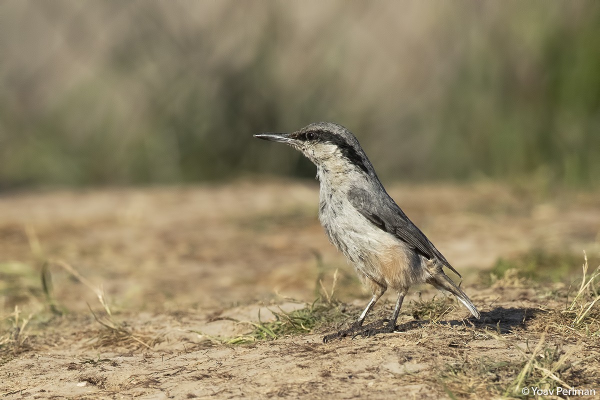 Eastern Rock Nuthatch - ML160424571