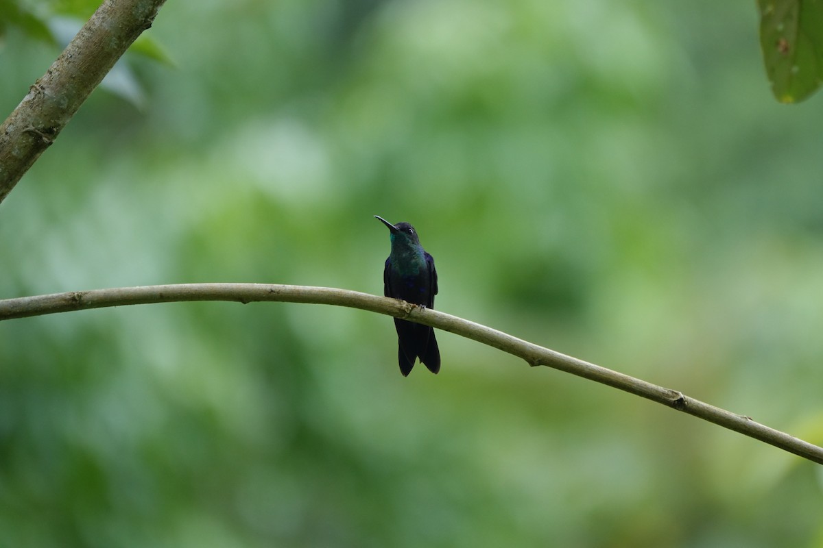 kolibřík vidloocasý - ML160425701