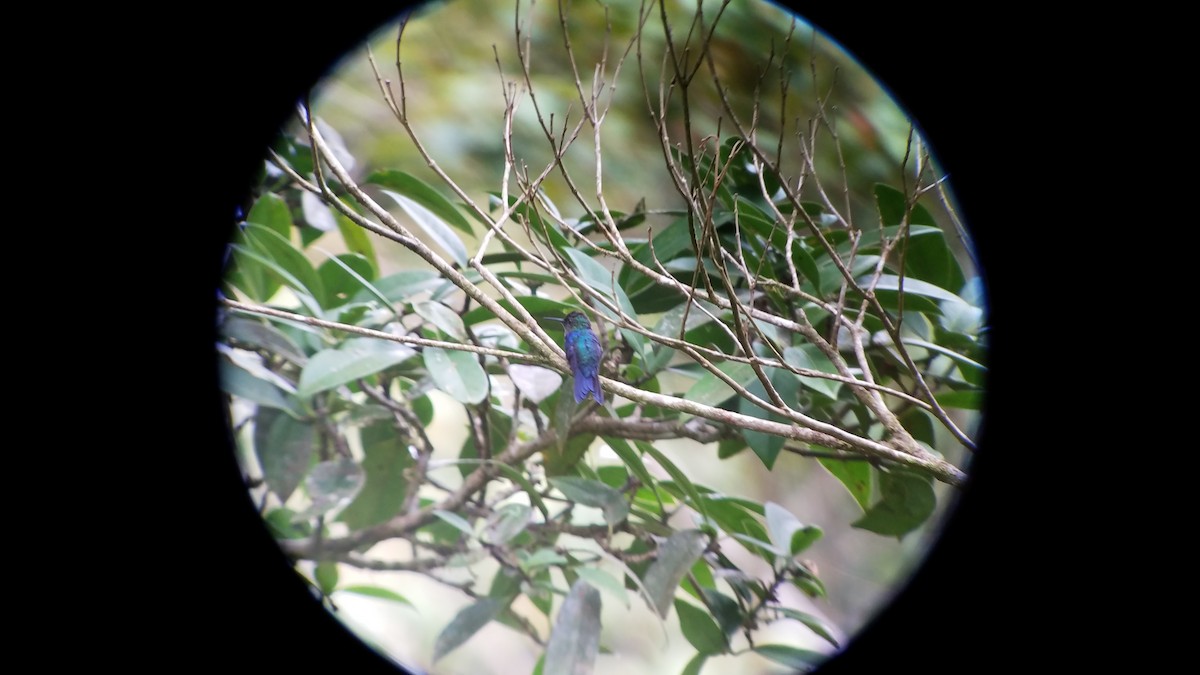 kolibřík vidloocasý - ML160425731