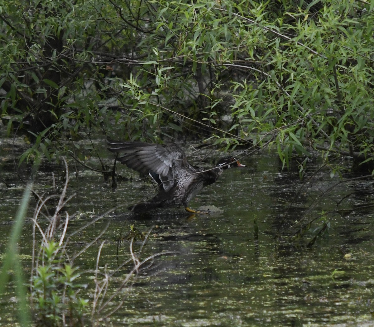 Wood Duck - ML160428091