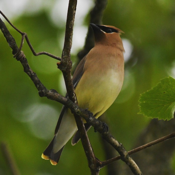 Cedar Waxwing - ML160428411