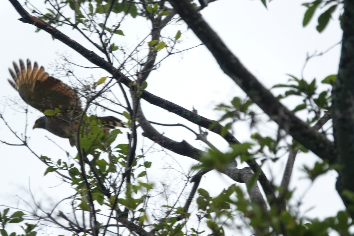 Roadside Hawk - ML160429371