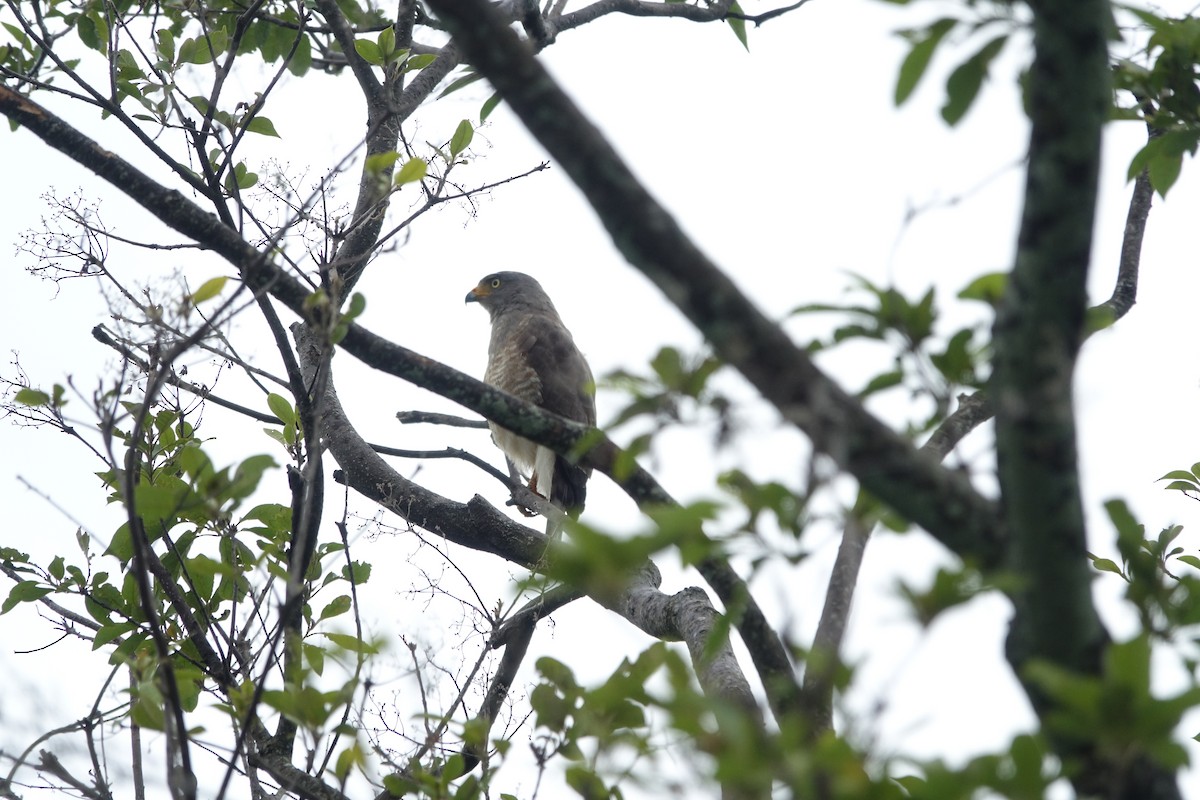 Roadside Hawk - ML160429381