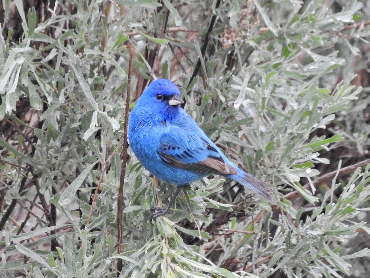 Indigo Bunting - ML160429561