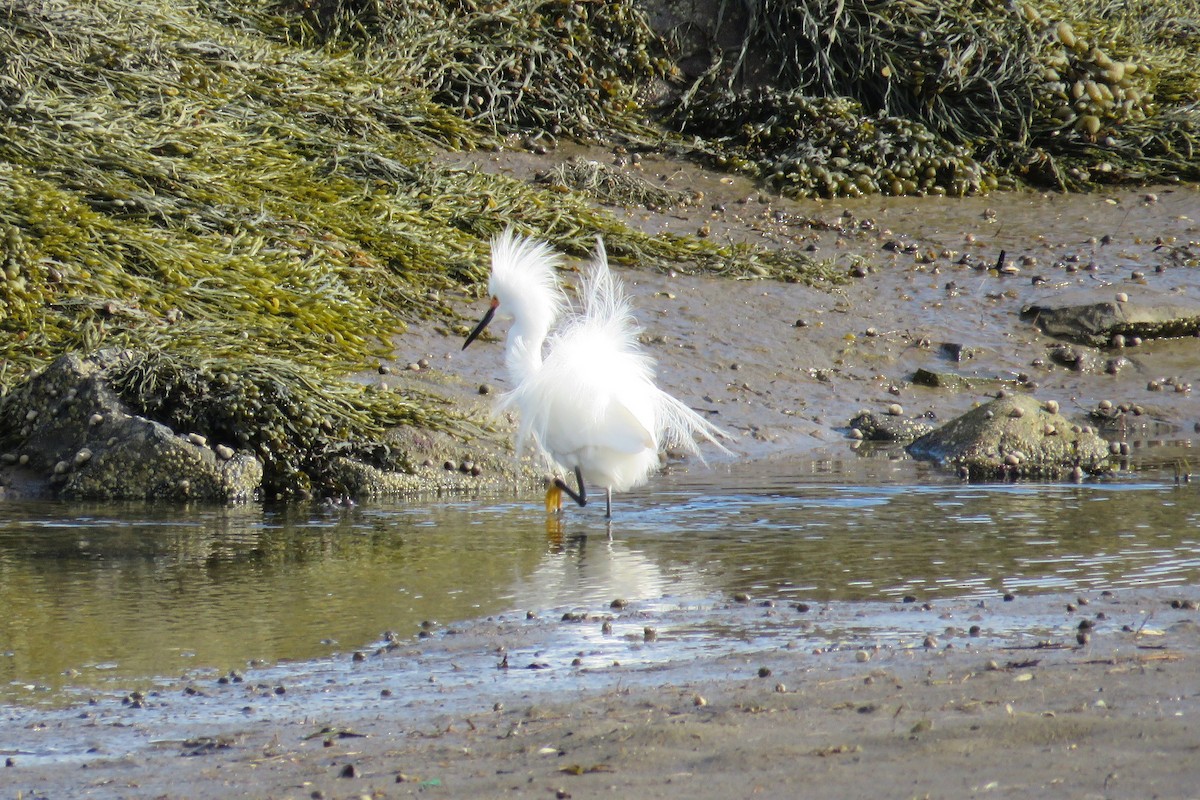 Snowy Egret - ML160429871