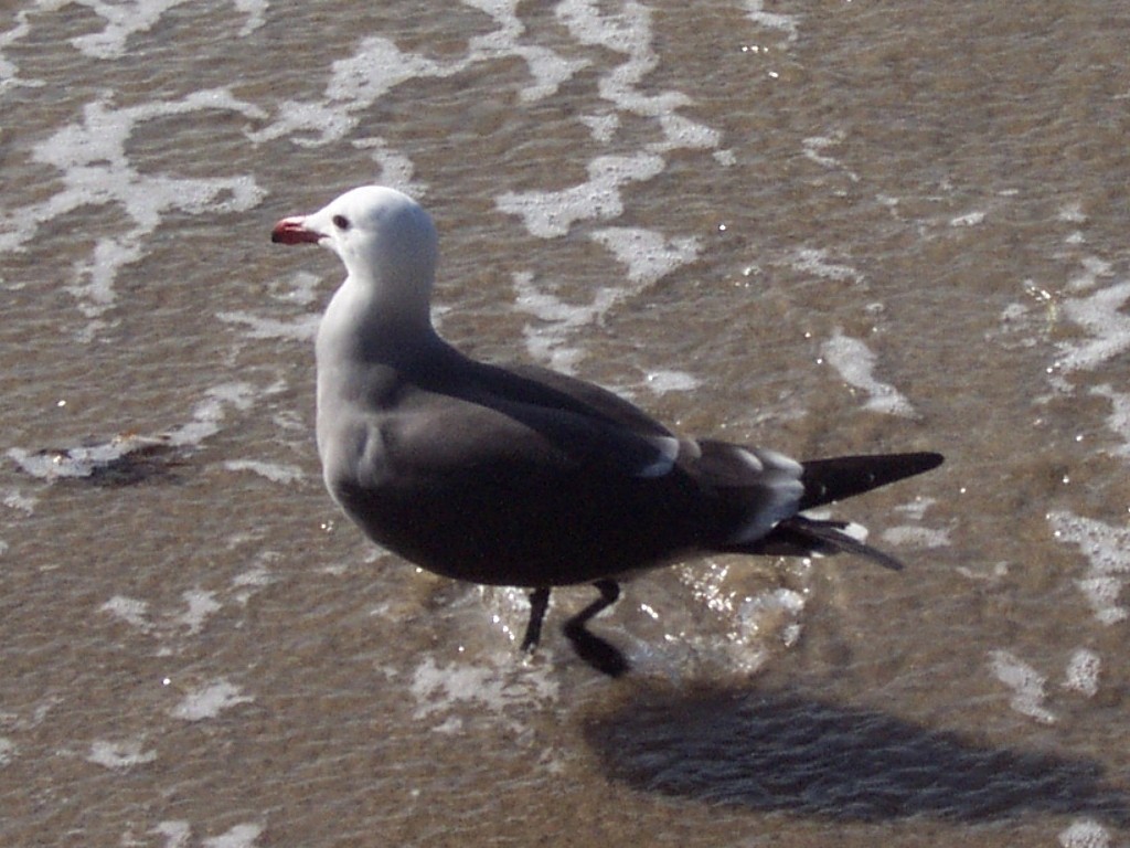 Heermann's Gull - ML160430311