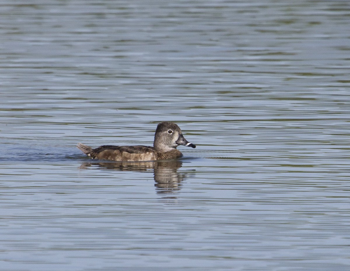 Ring-necked Duck - ML160430351
