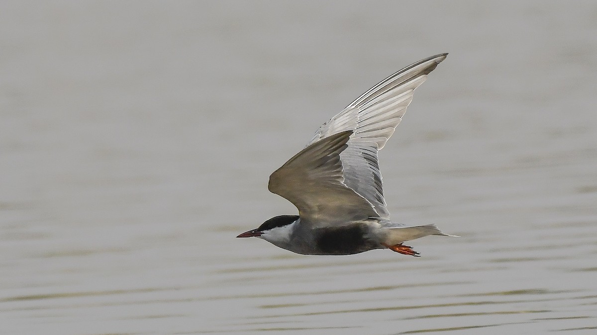 Whiskered Tern - ML160432701