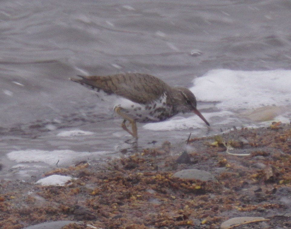 Spotted Sandpiper - ML160432821