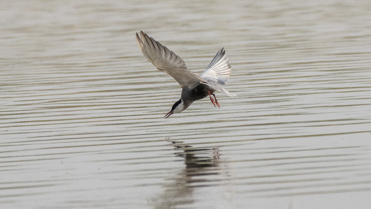 Whiskered Tern - ML160432901