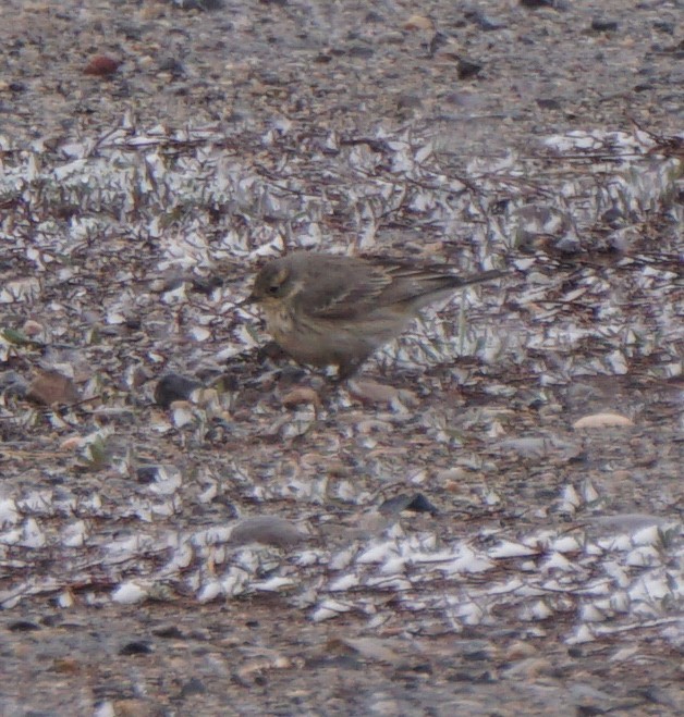 American Pipit - ML160432981