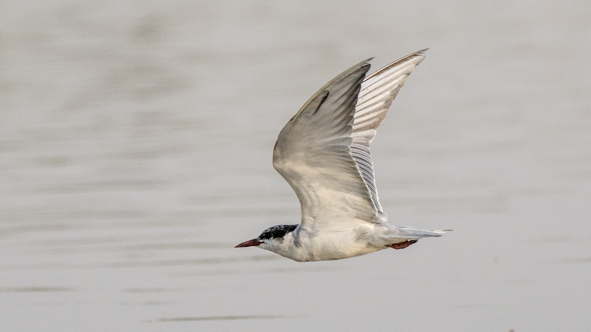 Whiskered Tern - ML160433391