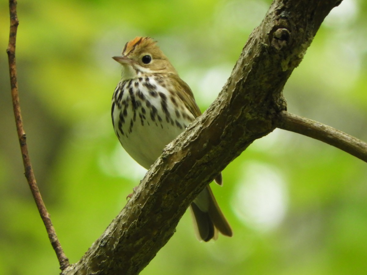 Ovenbird - Brian Vigorito