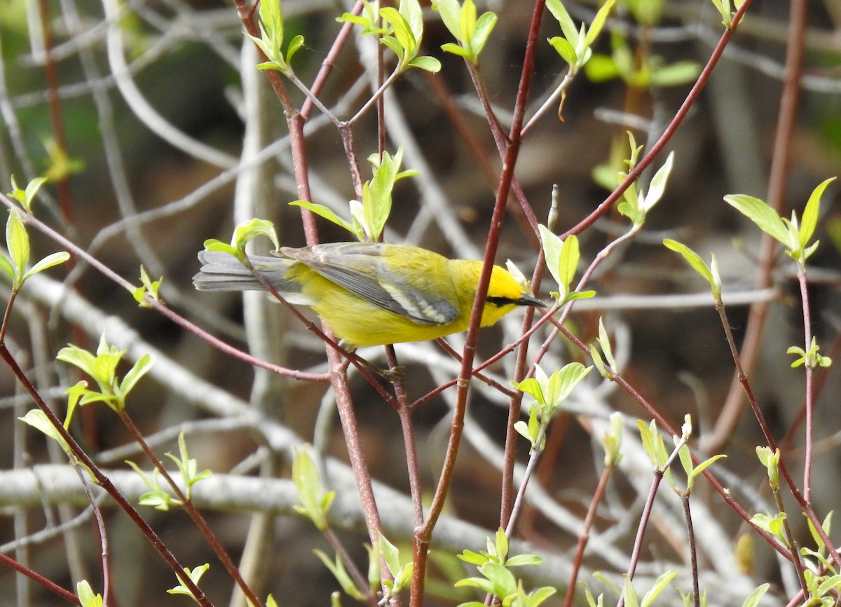 blåvingeparula - ML160434171