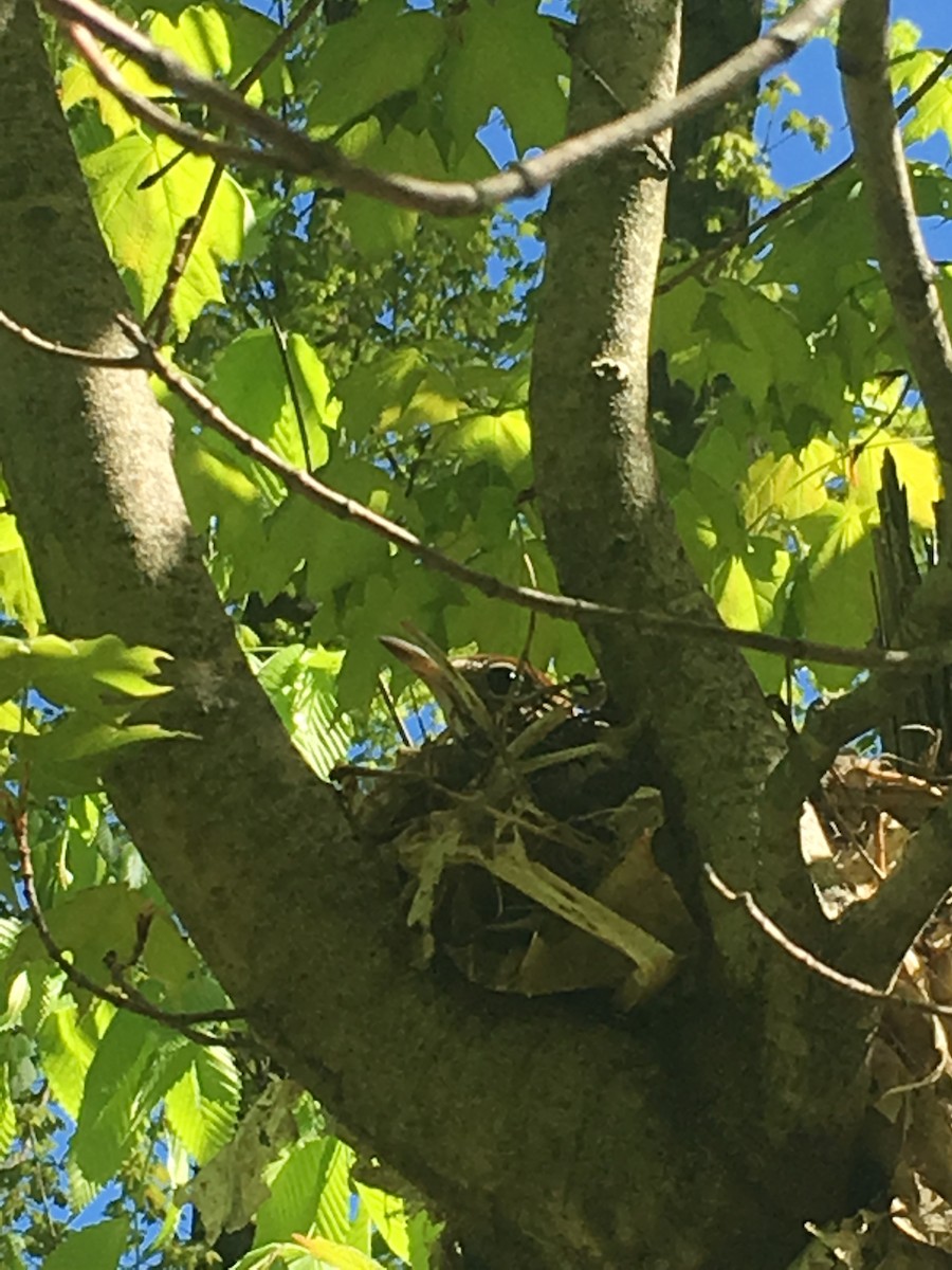 Wood Thrush - ML160434361