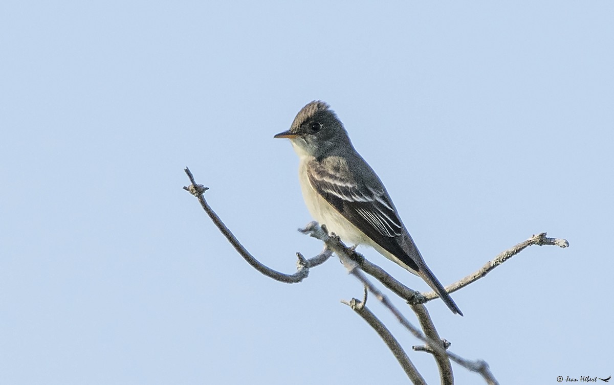 Eastern Wood-Pewee - Jean Hebert