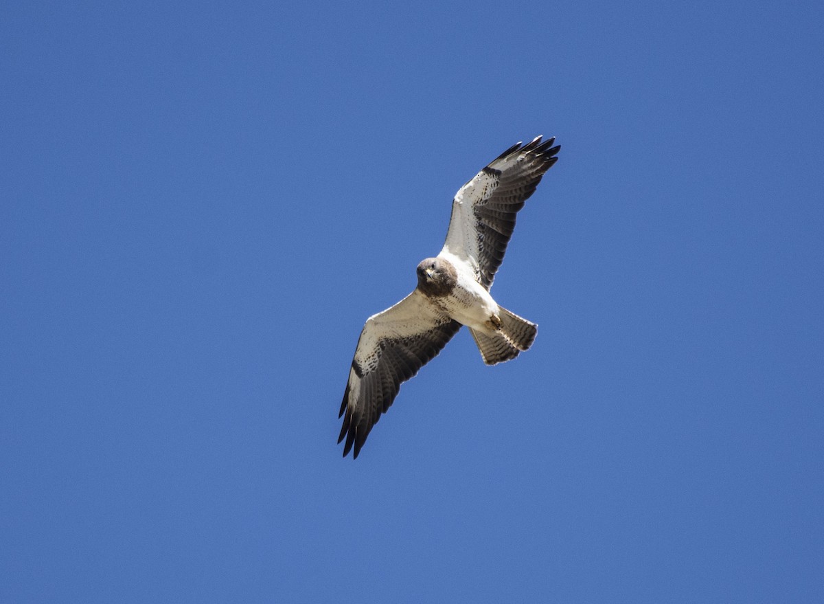 Swainson's Hawk - ML160435121