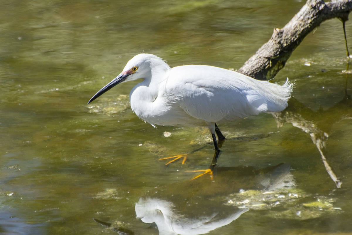 Snowy Egret - Owen Sinkus