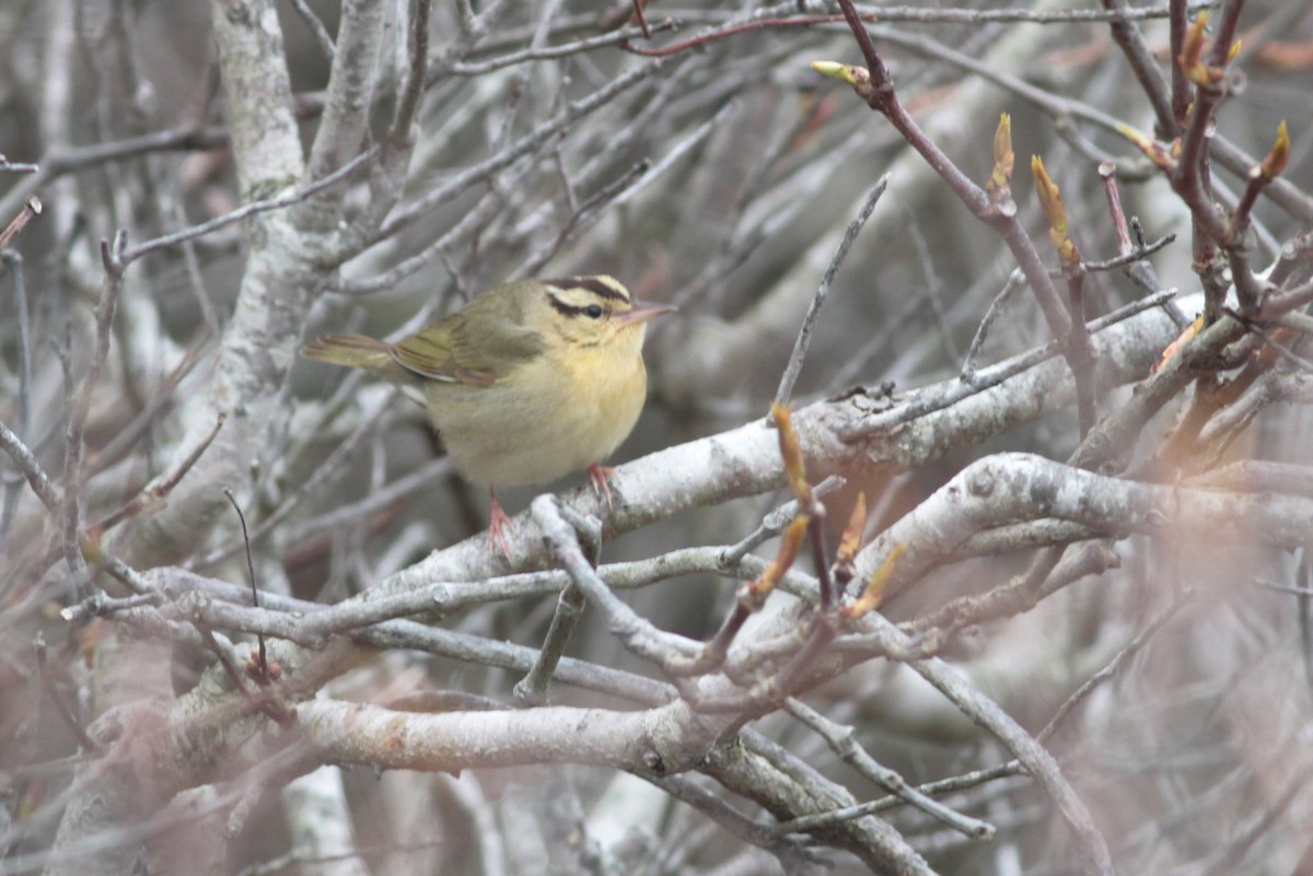 Worm-eating Warbler - ML160435761